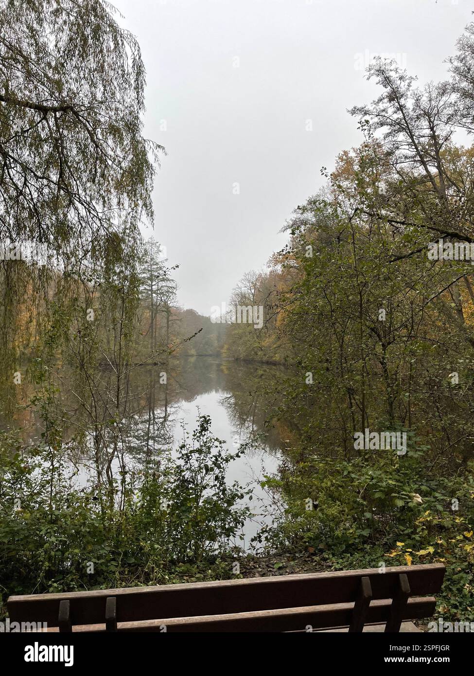 Ruhe im Wald Stockfoto