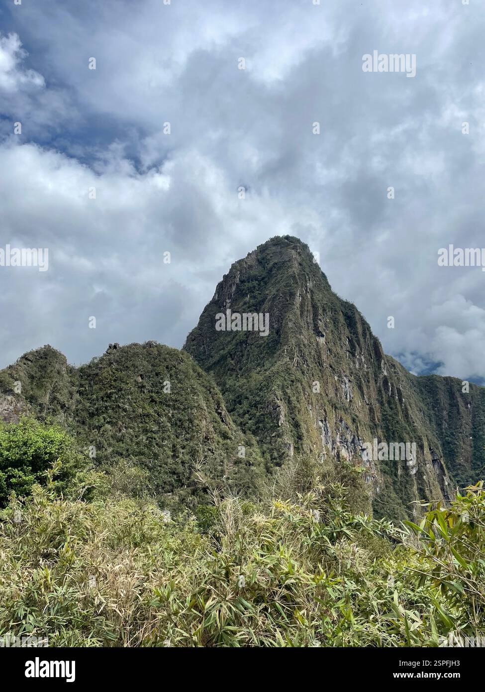 Regenwald an einem bewölkten Tag - Smartphone-aufgenommenes Stockfoto
