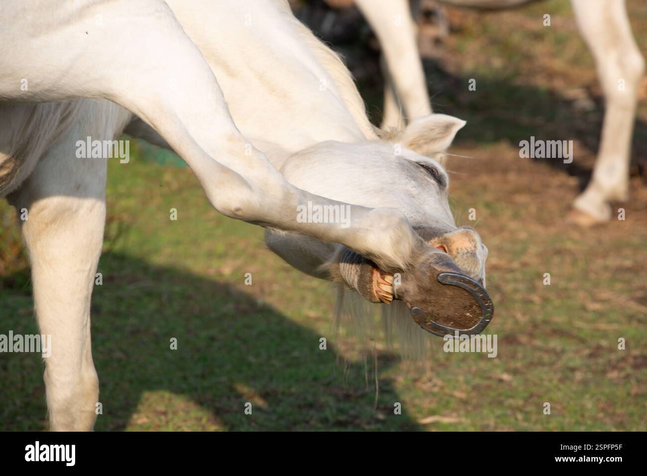 Das Camargue-Pferd beißt sich das Bein Stockfoto