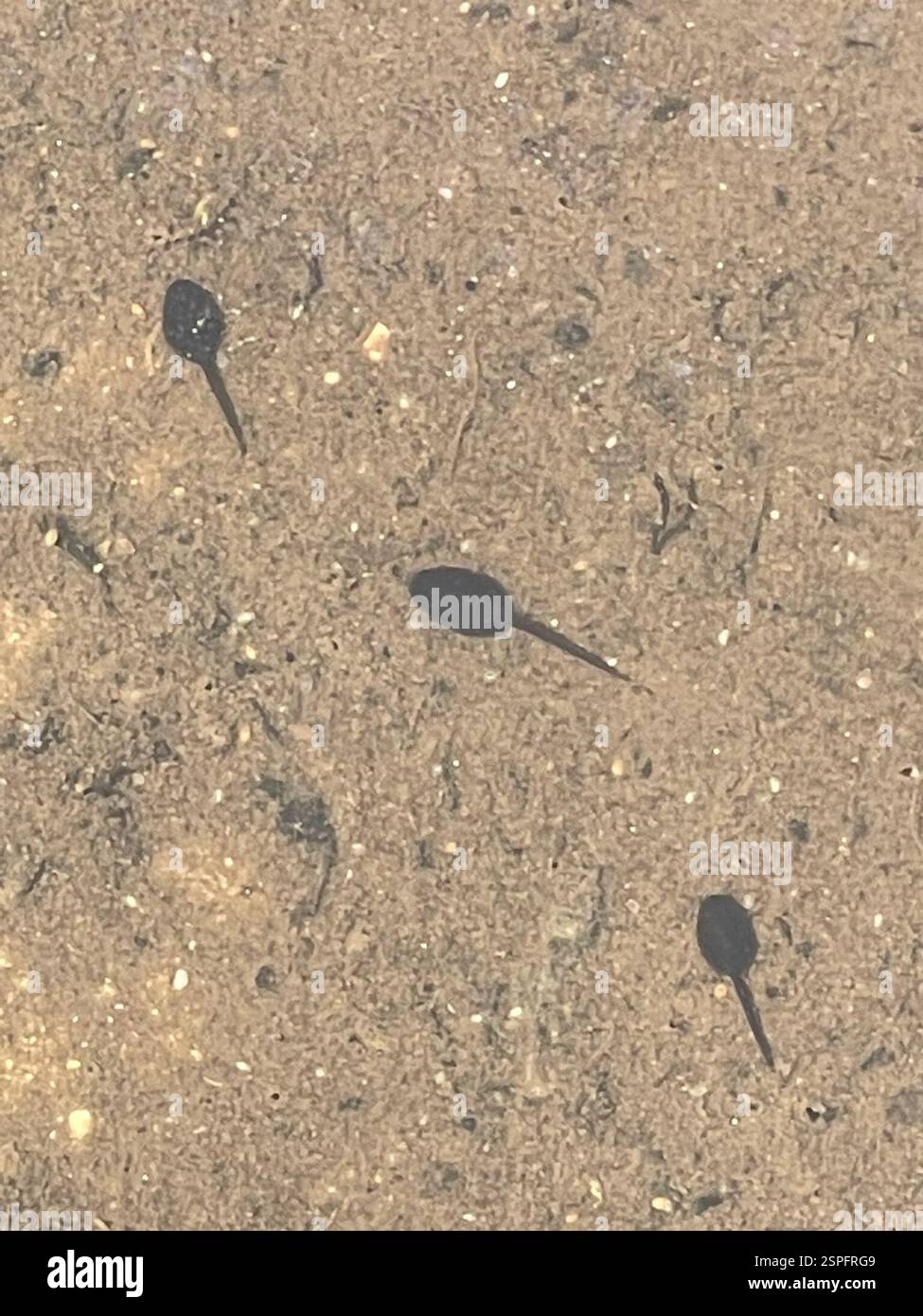 Pazifischer Chorfrosch (Pseudacris regilla), Amphibia, Fort Ord National Monument, Marina, CA, USA, Tadpole. Pacific Chorus Frog (Pseudacris regilla) Amphibiaweb: https://amphibiaweb.org/cgi/amphib query?where-scientific name=Pseudacris+regilla&rel-scientific name=contains&include synonymies=Yes 'Pacific Chorus Frog ist ein kleiner Frosch, etwa 3/4 bis 2 Zoll, der erweiterte Zehenscheiben und einen schwarzen Augenstreifen hat (Stebbins 1985). Der Streifen verläuft von der Schnauzenspitze posterior durch das Auge bis zur Einlage der Vordergliedmaßen (Grismer 2002). Bei dunklen Fröschen ist der Streifen vielleicht schwer zu erkennen, aber er ist immer Druck Stockfoto