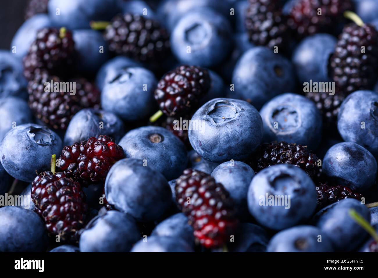 Frische Heidelbeeren und Maulbeeren aus nächster Nähe. Makroaufnahme. Lebensmittelfotografie Stockfoto