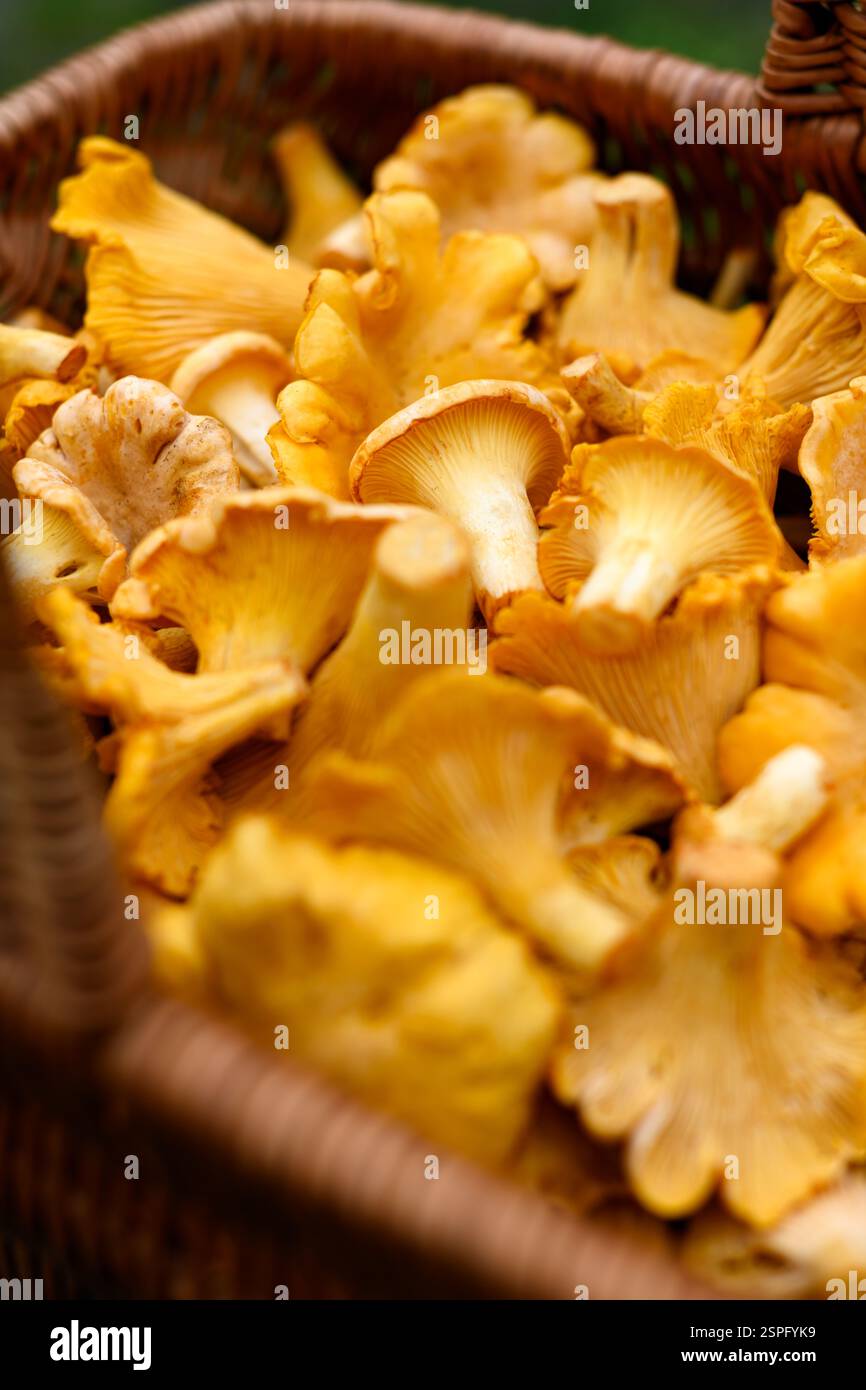 Frische Pfifferlinge im Korb Nahaufnahme. Pilzsammeln im Wald Stockfoto