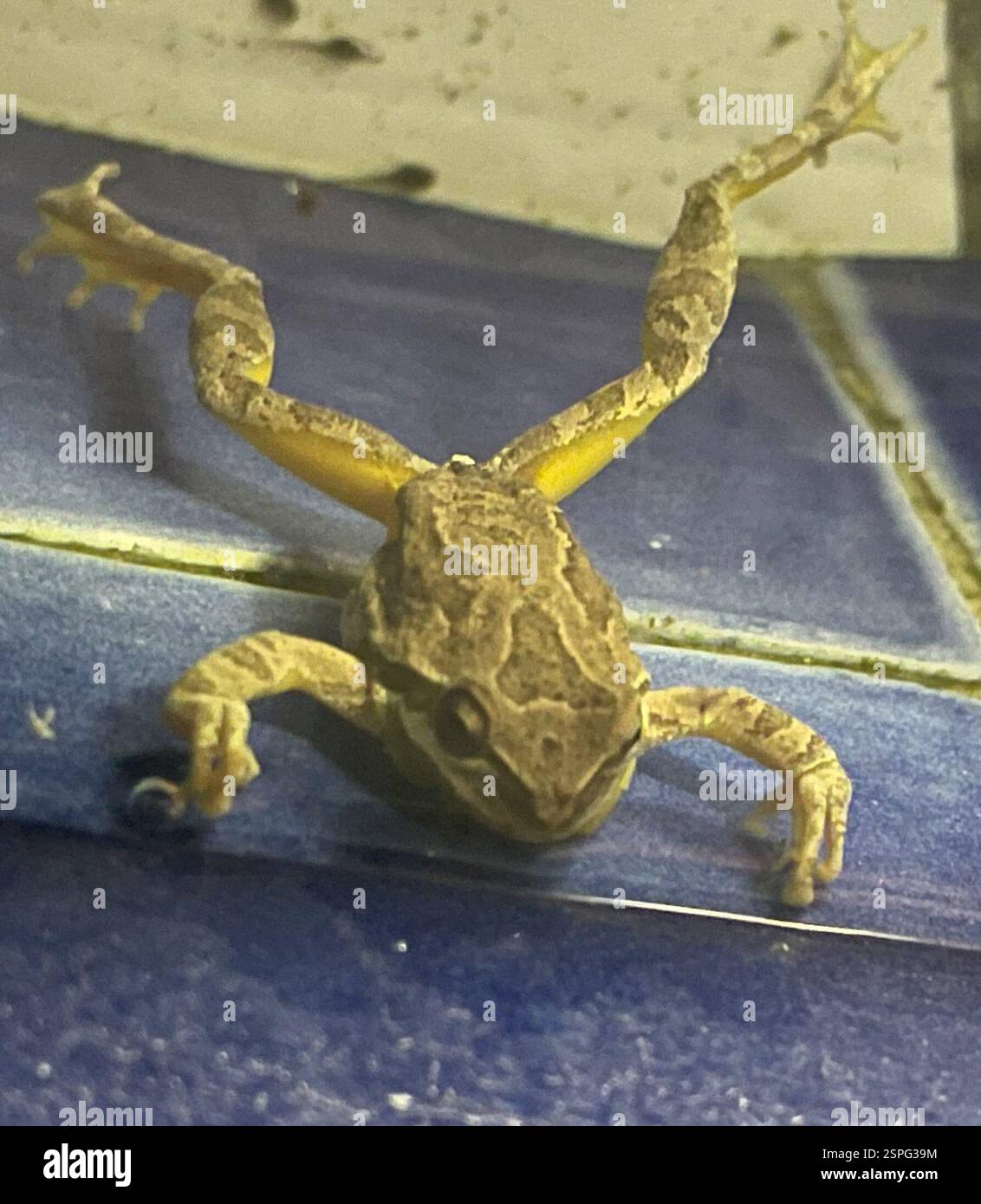 Pazifischer Chorfrosch (Pseudacris regilla), Amphibia, Castro Rd, Monterey, CA, WIR, Ein sehr lautstarker Chorus Frosch im Brunnen eines Freundes. Foto: A. Holberg. Pacific Chorus Frog (Pseudacris regilla) Amphibiaweb: https://amphibiaweb.org/cgi/amphib query?where-scientific name=Pseudacris+regilla&rel-scientific name=contains&include synonymies=Yes 'Pacific Chorus Frog ist ein kleiner Frosch, etwa 3/4 bis 2 Zoll, der erweiterte Zehenscheiben und einen schwarzen Augenstreifen hat (Stebbins 1985). Der Streifen verläuft von der Schnauzenspitze posterior durch das Auge bis zur Einlage der Vordergliedmaßen (Grismer 2002). Der Streifen kann Stockfoto