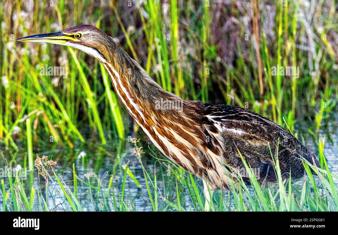 Rohrdommel Jagd Stockfoto