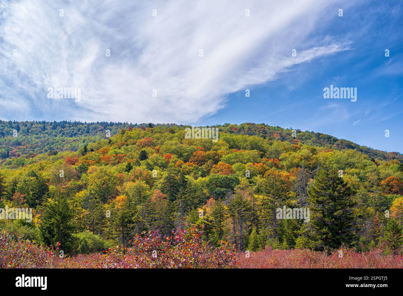 Im Cranberry Bog, Vermont, gibt es sanfte Hügel, die von lebhaftem Herbstlaub bedeckt sind und die Schönheit des saisonalen Wandels in Neuengland zeigen. Stockfoto