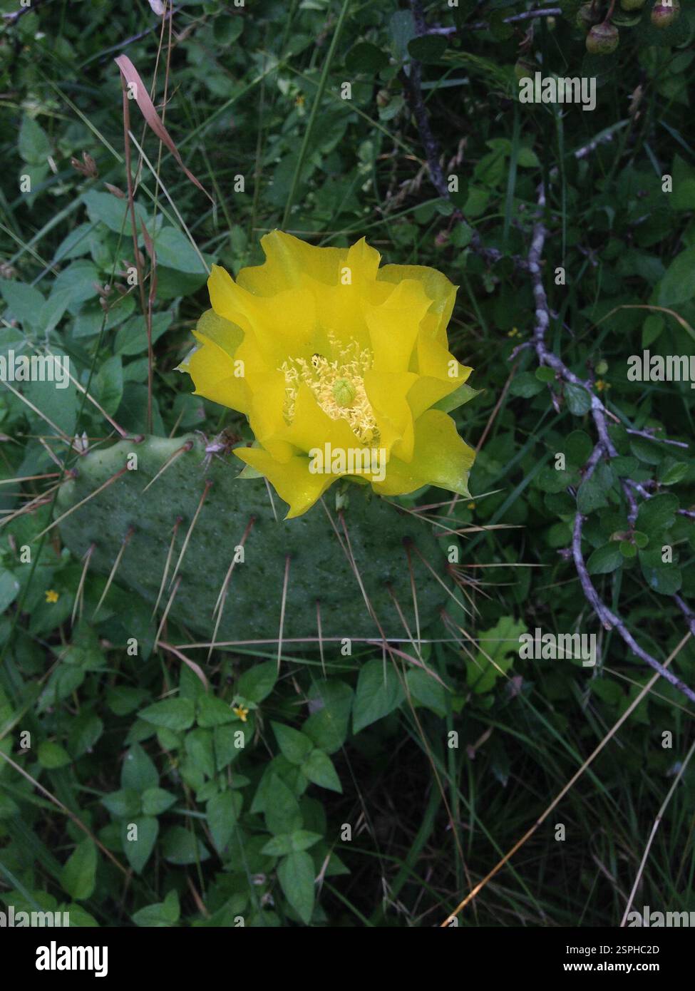 Kaktusfeigen (Opuntia), Plantae, Uvalde County, TX, USA Stockfoto
