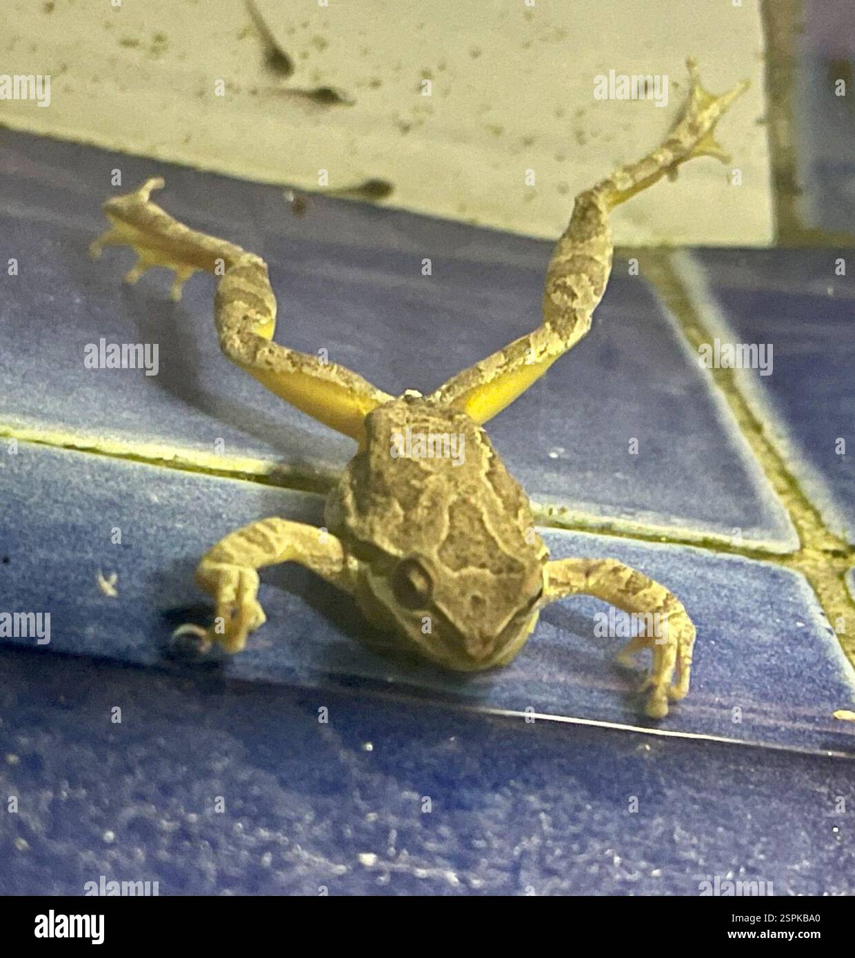 Pazifischer Chorfrosch (Pseudacris regilla), Amphibia, Castro Rd, Monterey, CA, WIR, Ein sehr lautstarker Chorus Frosch im Brunnen eines Freundes. Foto: A. Holberg. Pacific Chorus Frog (Pseudacris regilla) Amphibiaweb: https://amphibiaweb.org/cgi/amphib query?where-scientific name=Pseudacris+regilla&rel-scientific name=contains&include synonymies=Yes 'Pacific Chorus Frog ist ein kleiner Frosch, etwa 3/4 bis 2 Zoll, der erweiterte Zehenscheiben und einen schwarzen Augenstreifen hat (Stebbins 1985). Der Streifen verläuft von der Schnauzenspitze posterior durch das Auge bis zur Einlage der Vordergliedmaßen (Grismer 2002). Der Streifen kann Stockfoto