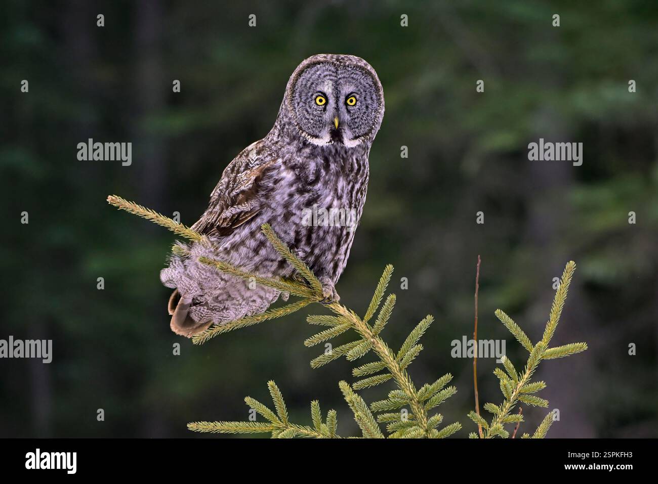 Nahaufnahme eines Grauen Eulen „Strix nebulosa“, der auf einer Fichte in seinem Waldhabitat im ländlichen Alberta Kanada landet Stockfoto