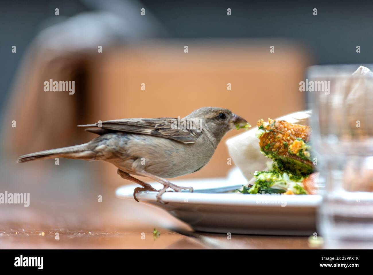 New Plymouth, 19. Januar 2025: Ein Spatzen, der in einem lokalen Café nach Essen sucht Stockfoto