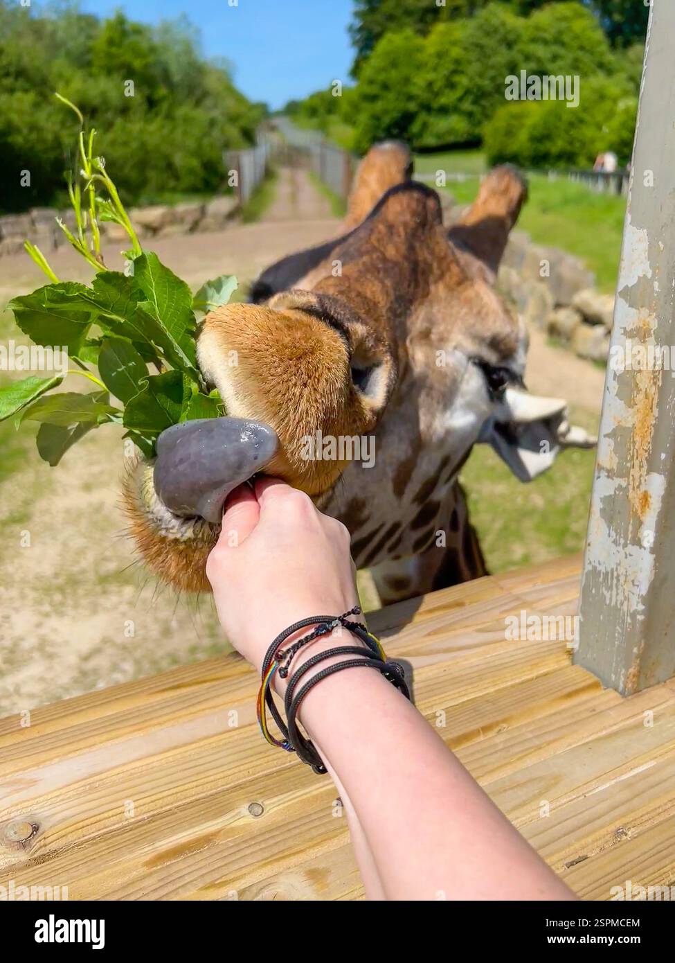 Eine miese Giraffe isst frische Blätter von jemandem Hand Stockfoto