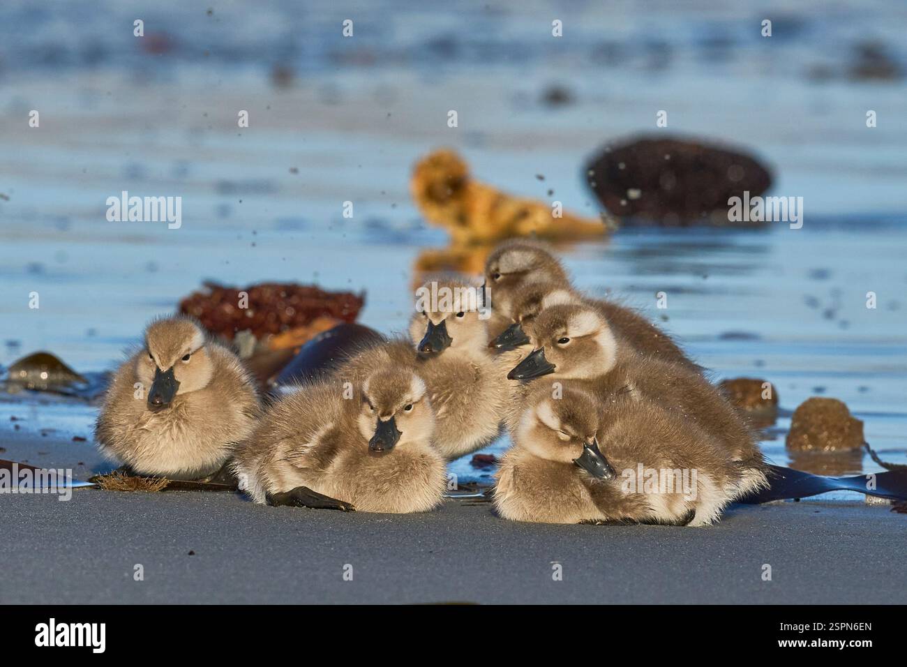 Vor kurzem geschlüpfte Brut von Falkland Steamer Ducks (Tachyeres brachypterus) an einem Sandstrand auf der Sea Lion Island auf den Falklandinseln. Stockfoto