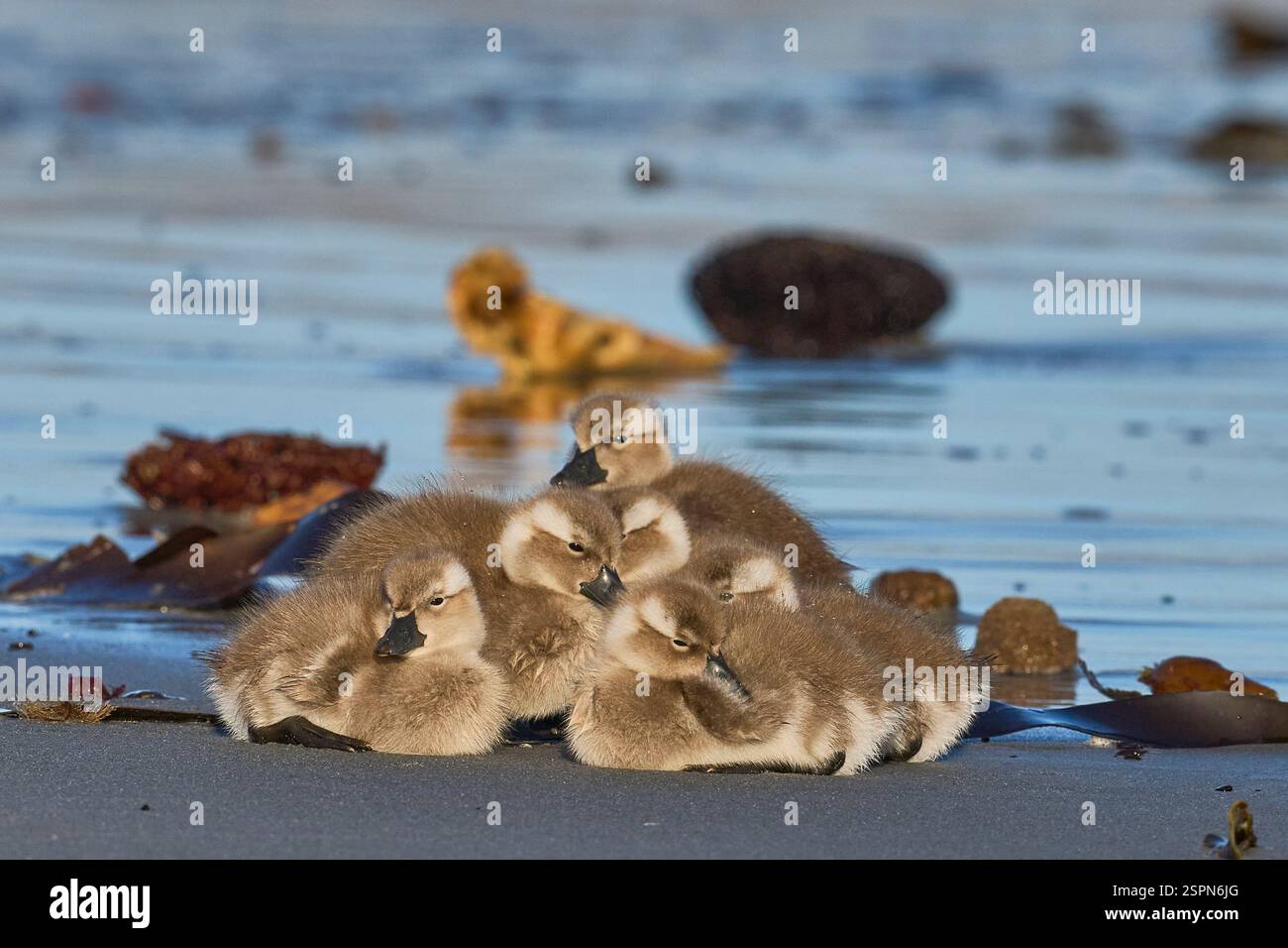 Vor kurzem geschlüpfte Brut von Falkland Steamer Ducks (Tachyeres brachypterus) an einem Sandstrand auf der Sea Lion Island auf den Falklandinseln. Stockfoto