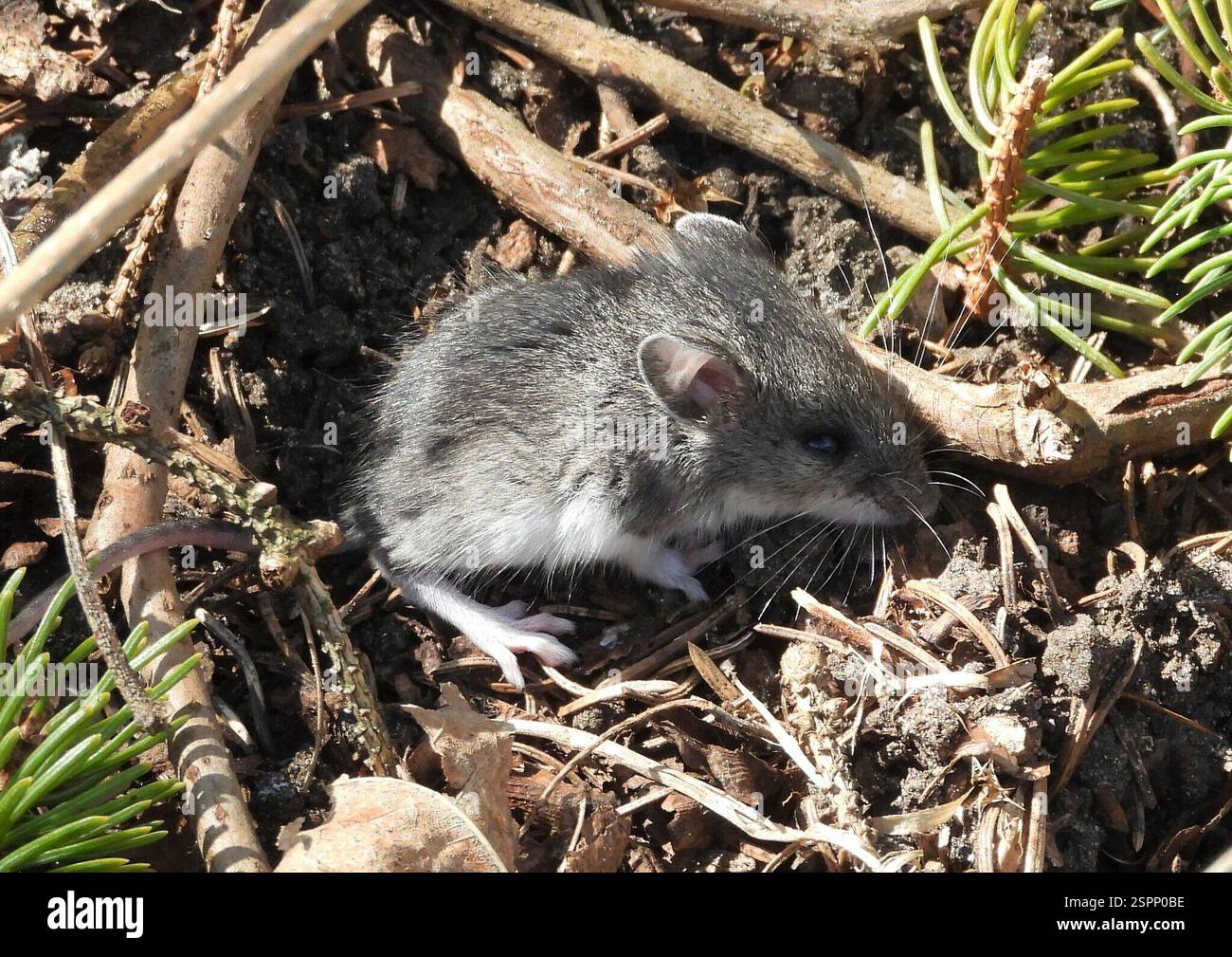 Muroids (Muroidea), Mammalia, 3 Broad ln, Teeterville, ON N0E 1S0, Kanada hat einen langen Schwanz und weiße Füße. Stockfoto