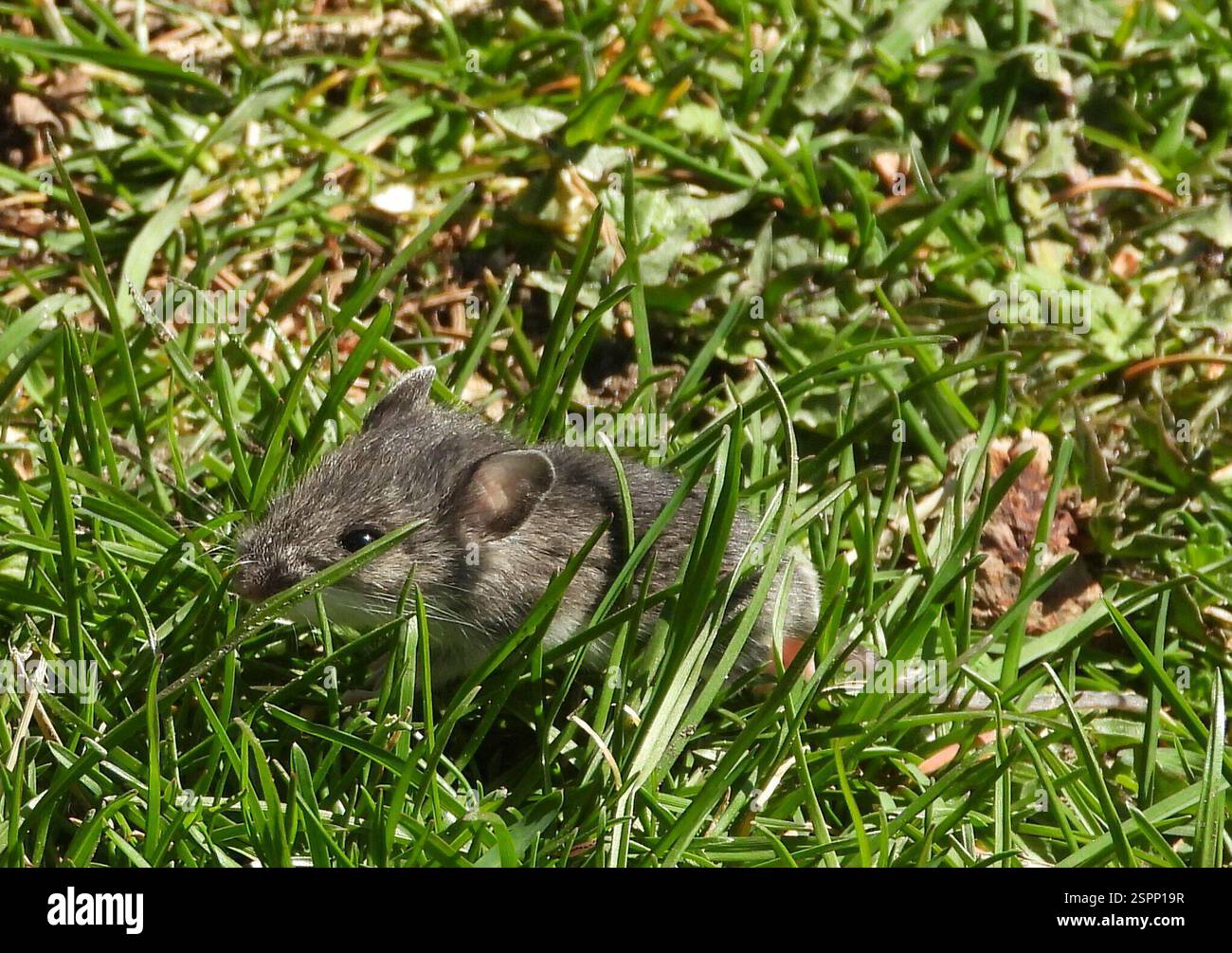 Muroids (Muroidea), Mammalia, 3 Broad ln, Teeterville, ON N0E 1S0, Kanada hat einen langen Schwanz und weiße Füße. Stockfoto