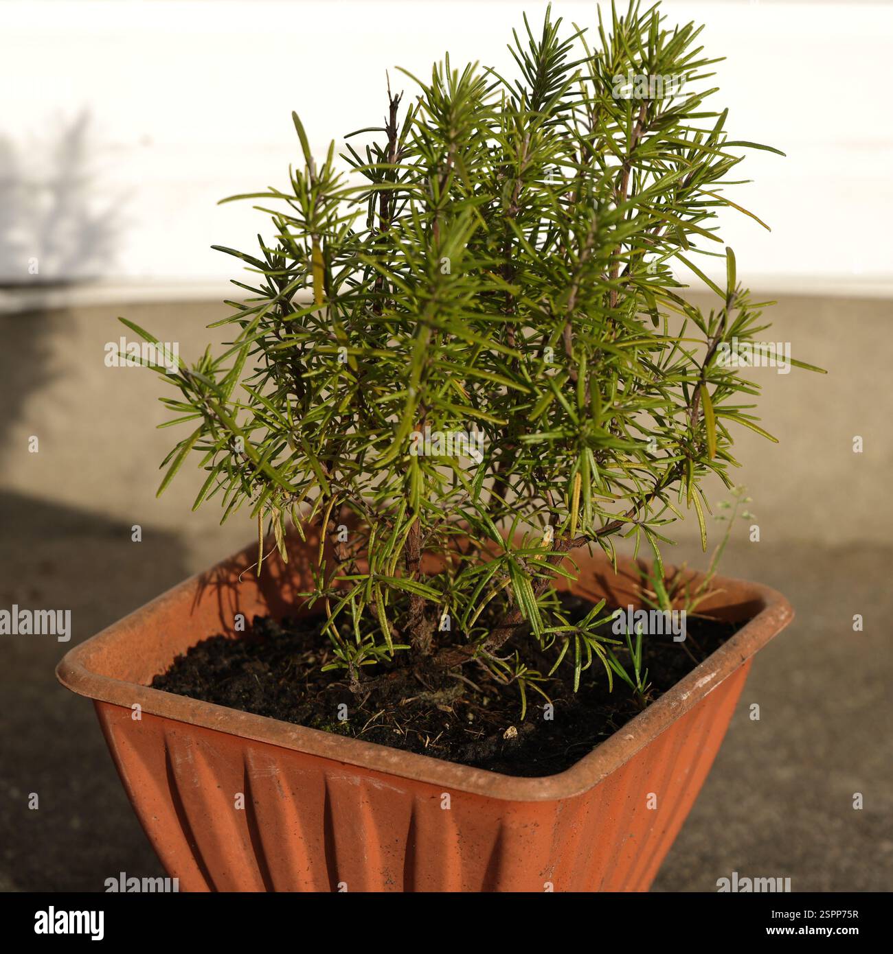 Rosmarin-Pflanze Stockfoto