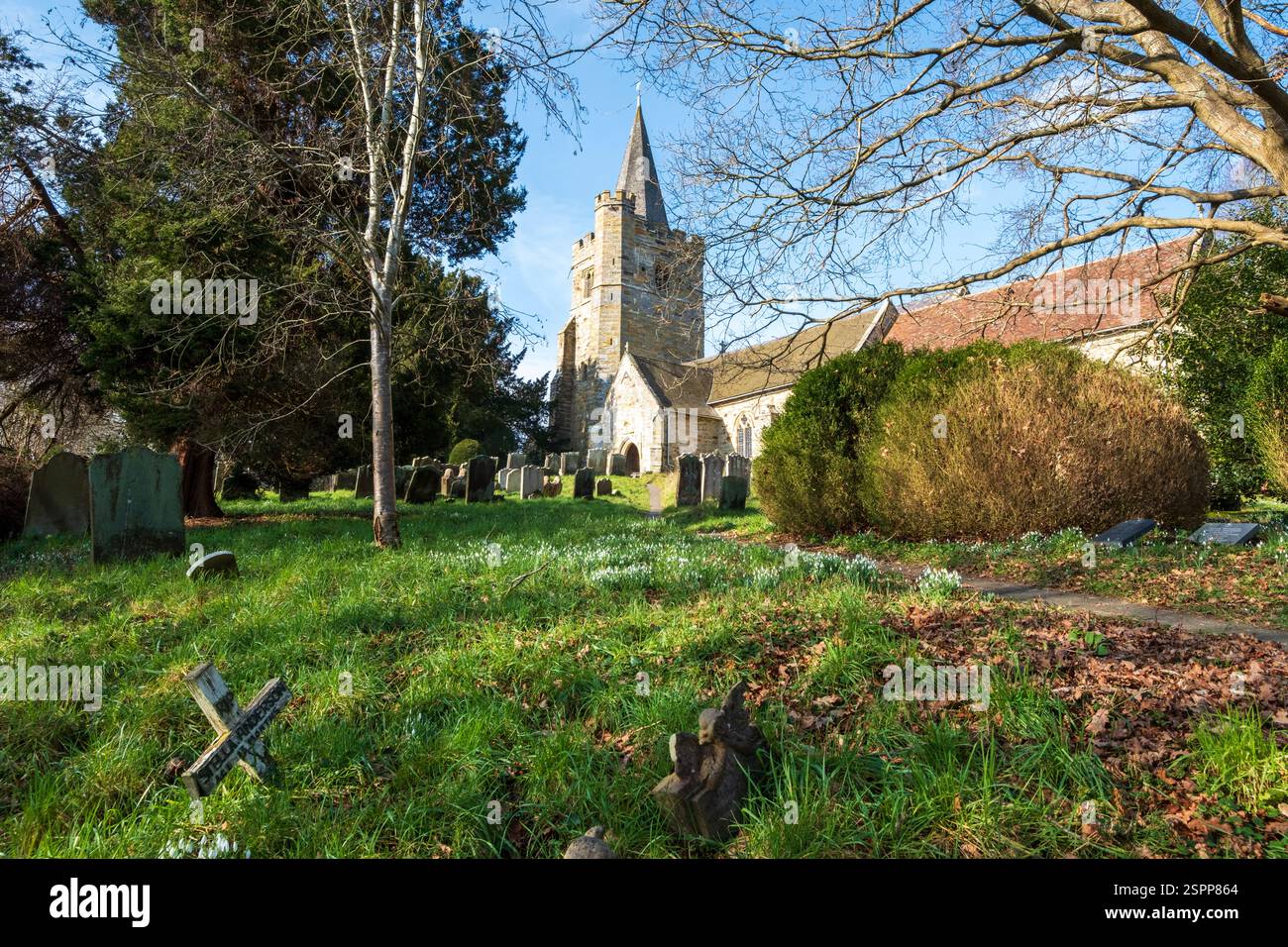 Winterschneeglöckchen in der St. Mary's Church, Lamberhurst, Kent, Großbritannien Stockfoto