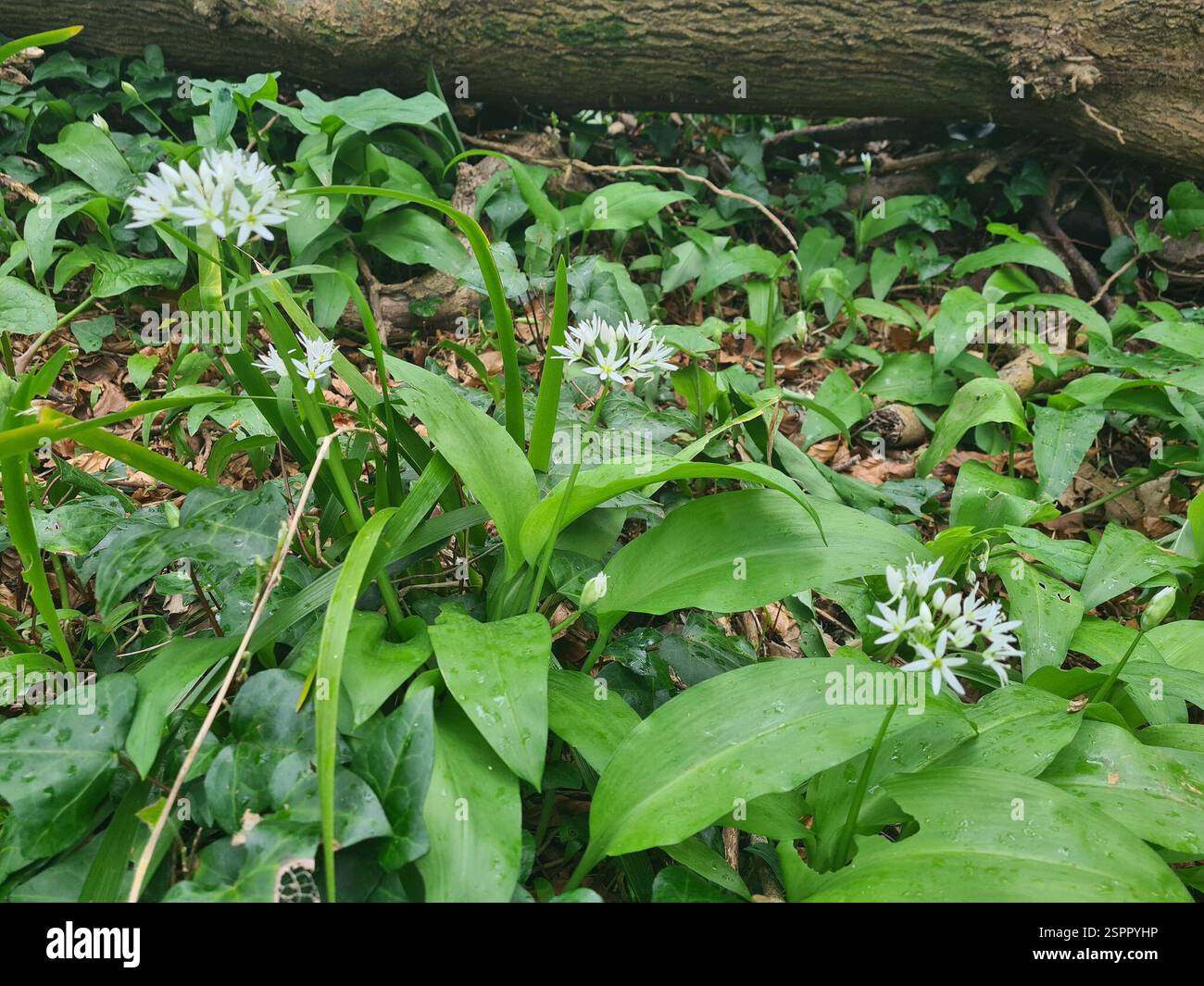 Ramsons (Allium ursinum), Plantae, Churston Ferrers, Brixham TQ5 0LF, Großbritannien Stockfoto