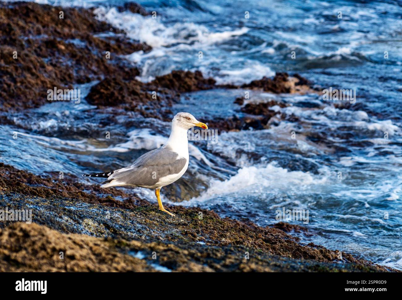 Eine Möwe, die an einem felsigen Ufer steht, mit Wellen, die im Hintergrund zusammenbrechen. Der Vogel hat einen weißen Körper und graue Flügel, die sich vom blauen Wasser abheben. Stockfoto