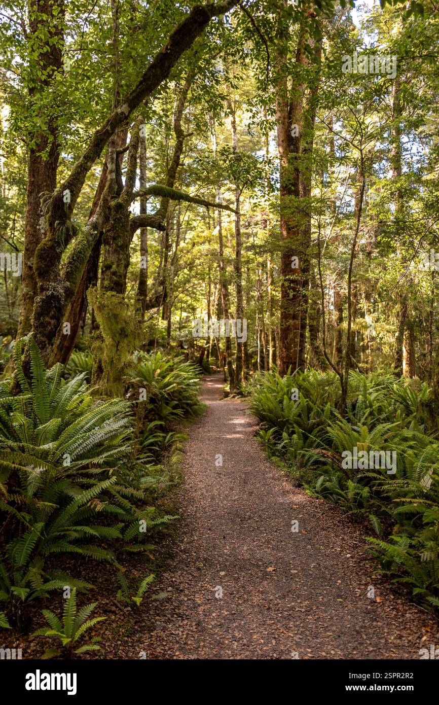 TE Anau, 30. Januar 2025: Auf der Keplar Track Stockfoto