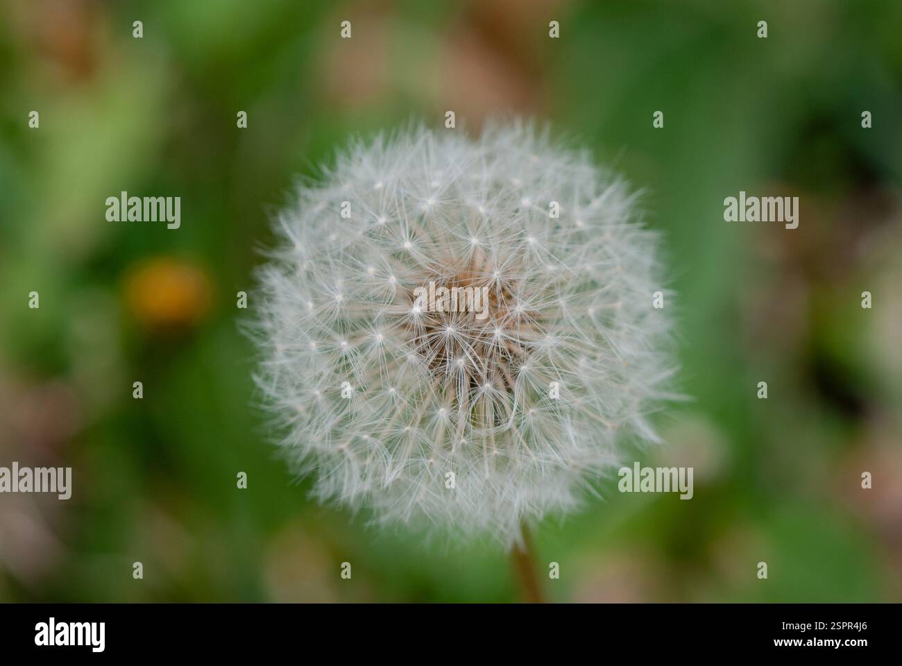 Löwenzahnsamen, Taraxacum officinale, Katalonien, Spanien Stockfoto