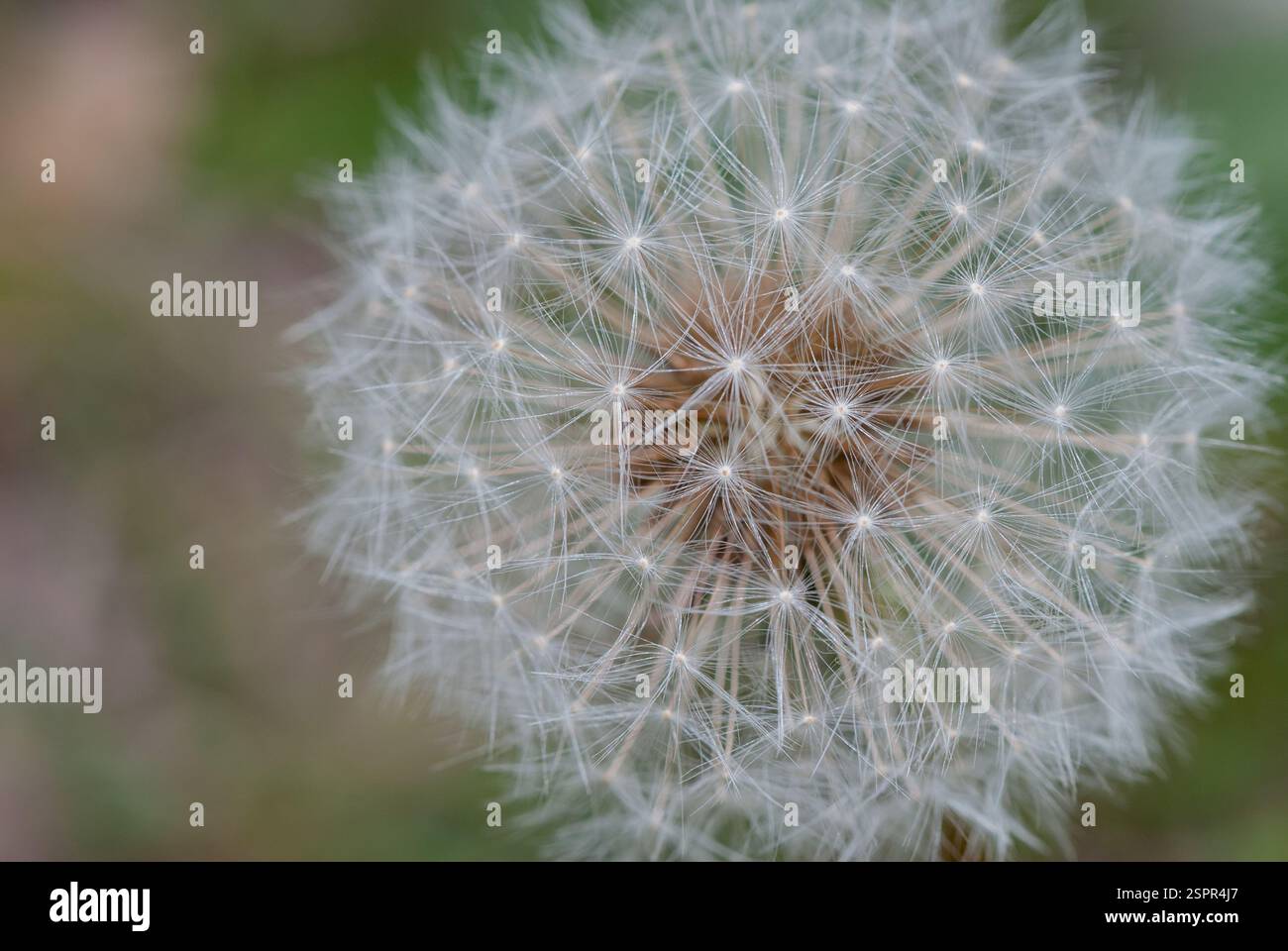 Löwenzahnsamen, Taraxacum officinale, Katalonien, Spanien Stockfoto