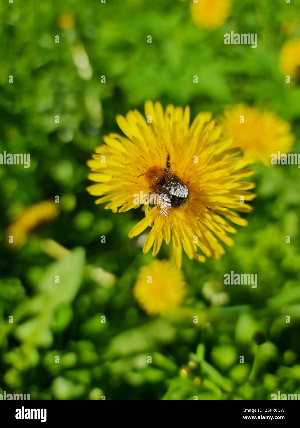 Niedliche Hummel auf der gelben Blume Stockfoto