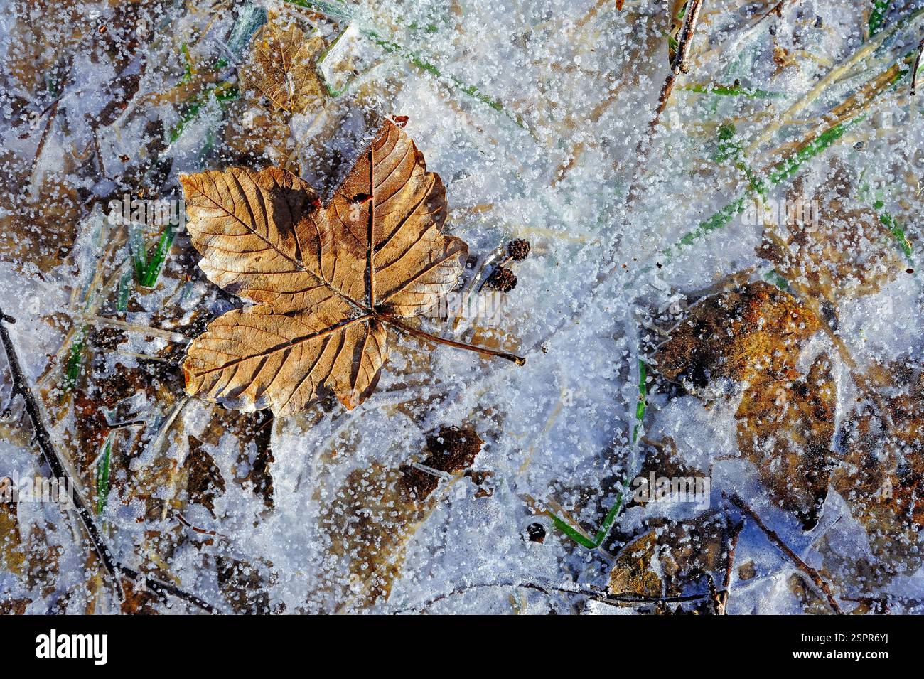 Goldene Blätter ruhen sanft auf einer glitzernden Eisschicht und fangen die Schönheit des jahreszeitlichen Übergangs in Norwegen ein. Stockfoto