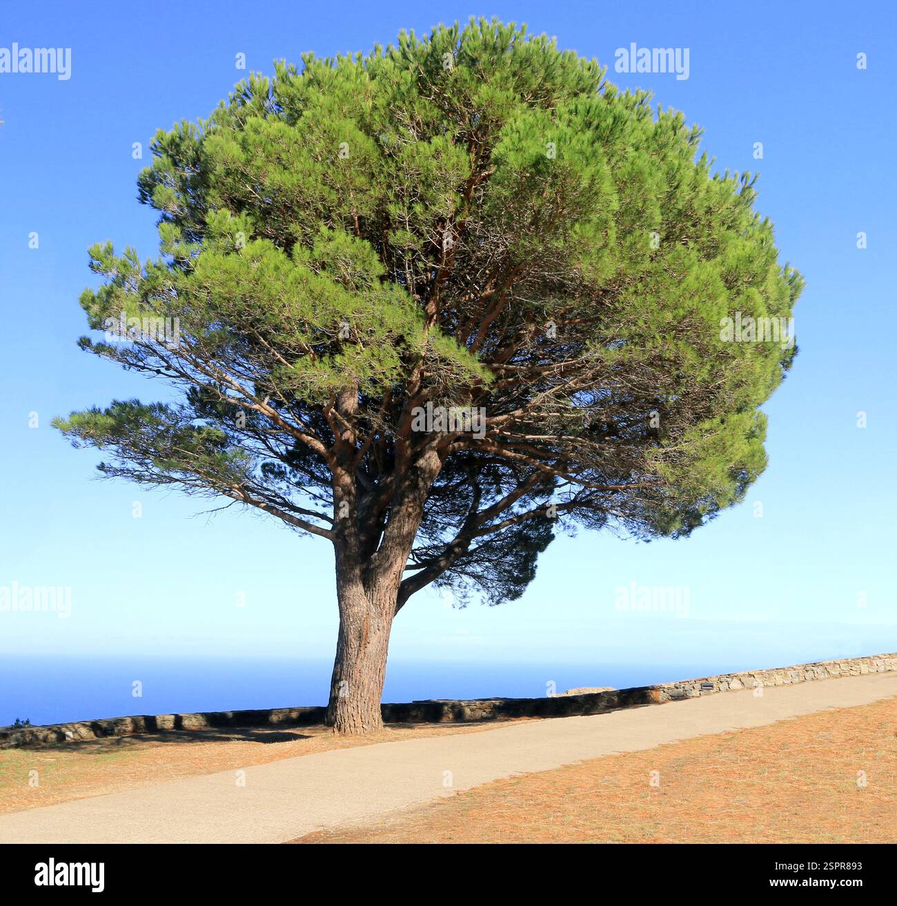 Große isolierte Schirmkiefer entlang einer Straße auf dem Hügel. Stockfoto
