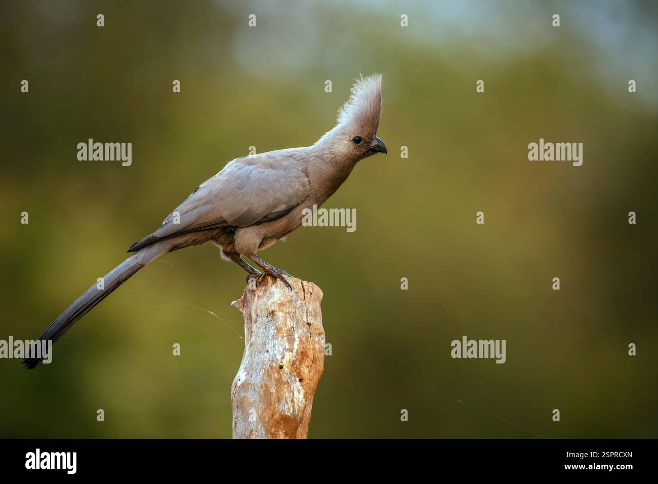 Grauer Vogel, der auf einem Baumstamm im Kruger-Nationalpark, Südafrika steht; Specie Corythaixoides konfarmiert die Familie der Musophagidae Stockfoto
