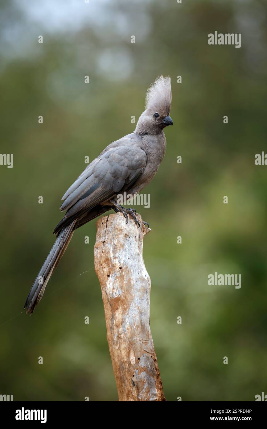Grauer Vogel, der auf einem Baumstamm im Kruger-Nationalpark, Südafrika steht; Specie Corythaixoides konfarmiert die Familie der Musophagidae Stockfoto