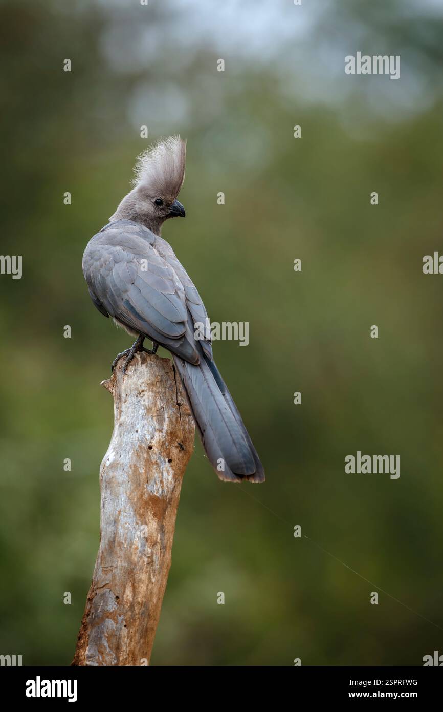 Grauer Vogel, der auf einem Baumstamm im Kruger-Nationalpark, Südafrika steht; Specie Corythaixoides konfarmiert die Familie der Musophagidae Stockfoto