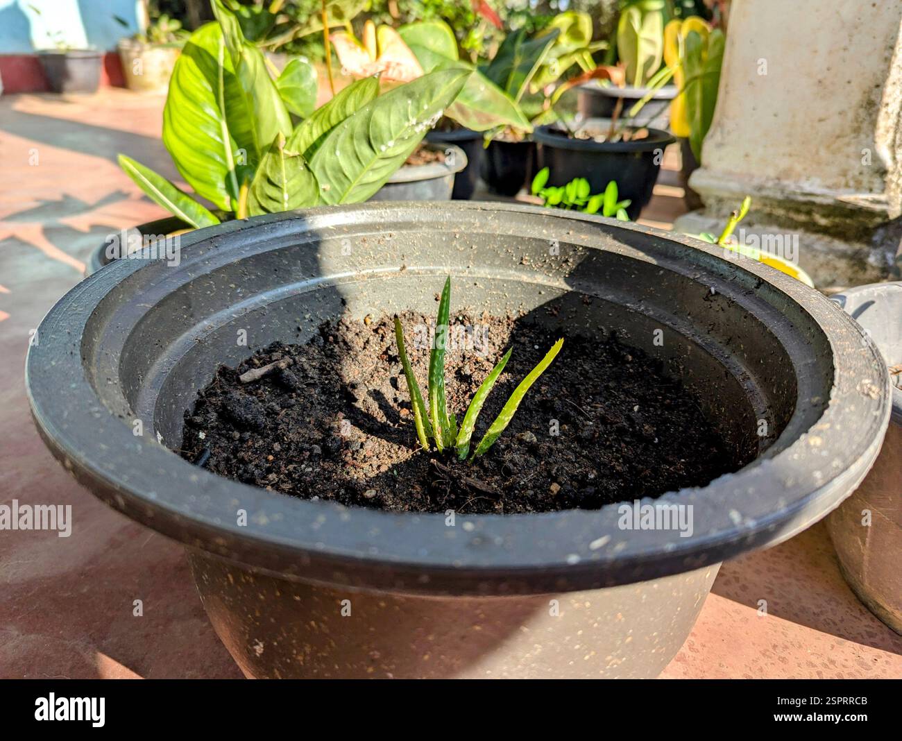 „Junge Aloe Vera Pflanze, die in einem schwarzen Topf unter Sonnenlicht wächst, ein medizinischer Sukkulent, bekannt für seine Hautpflege und heilenden Eigenschaften.“ - Smartphone-aufgenommenes Stockfoto