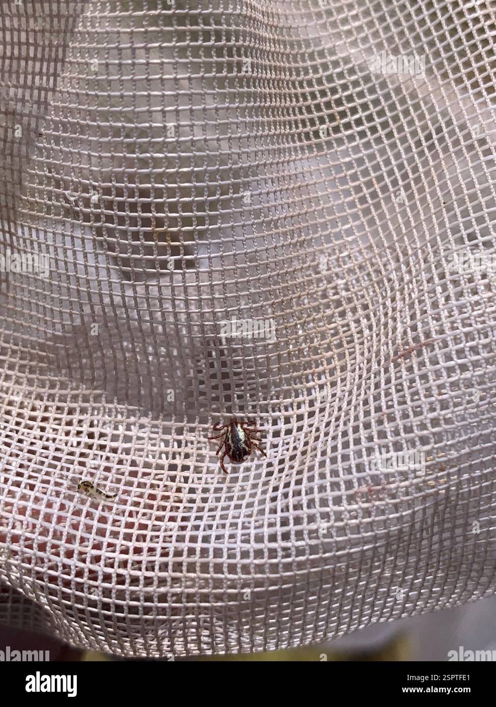 American Dog Tick (Dermacentor variabilis), Arachnida, Elk Grove Blvd, Elk Grove, CA, US Stockfoto