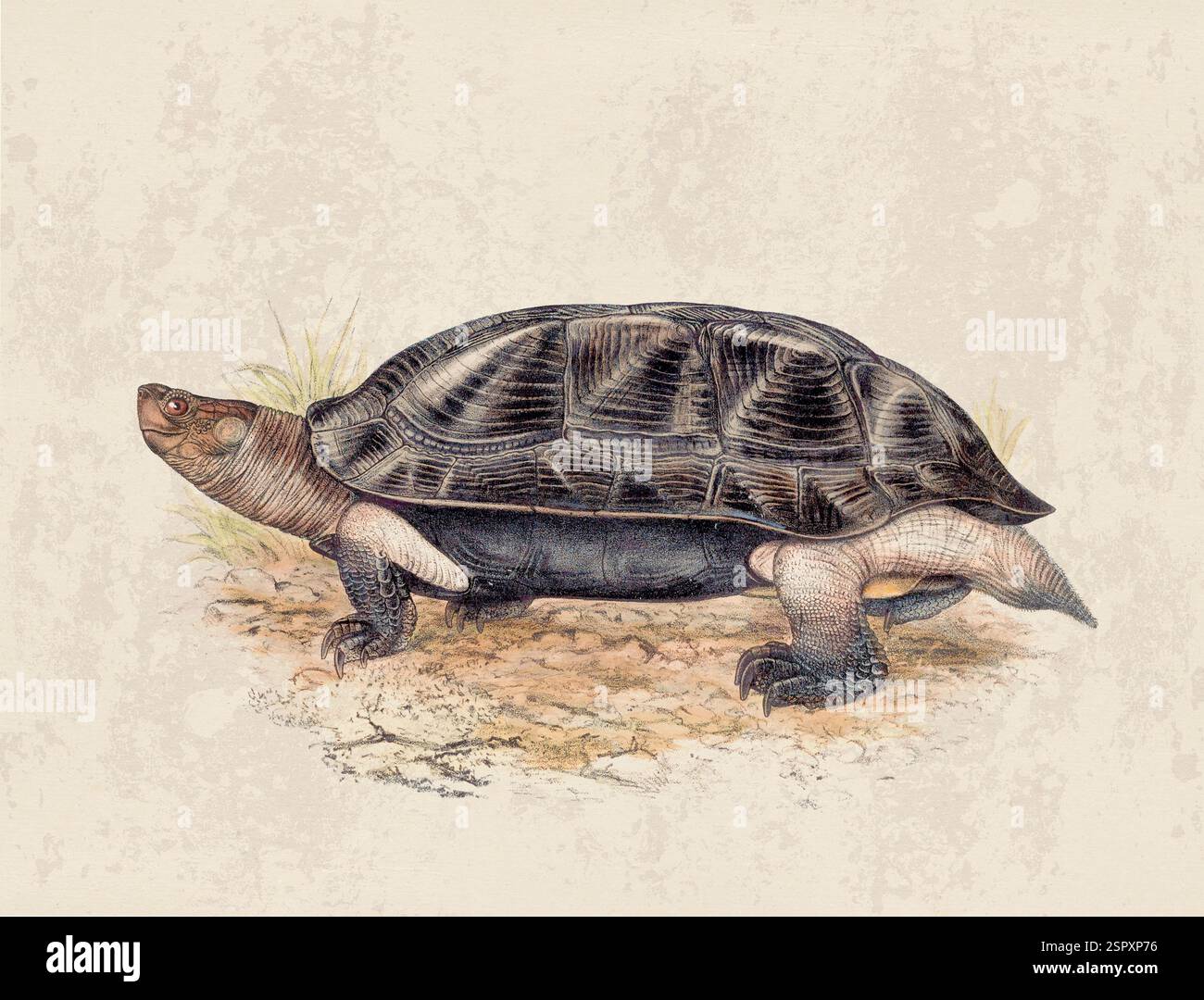 Abbildung Der Schildkröte. Vintage-Kunst einer Landschildkröte auf grunge beigem Hintergrund. Stockfoto