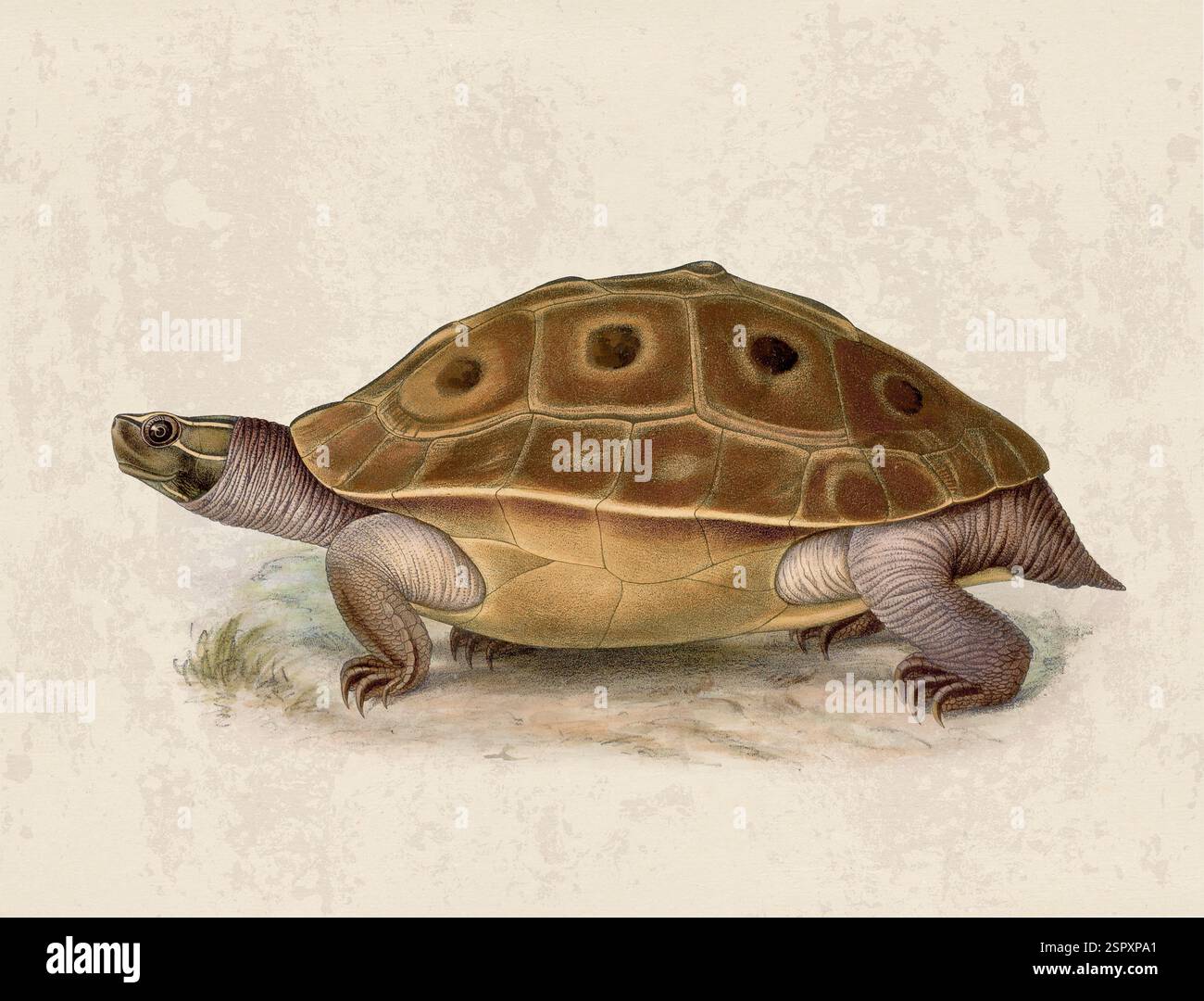 Abbildung Der Schildkröte. Vintage-Kunst einer Landschildkröte auf grunge beigem Hintergrund. Stockfoto