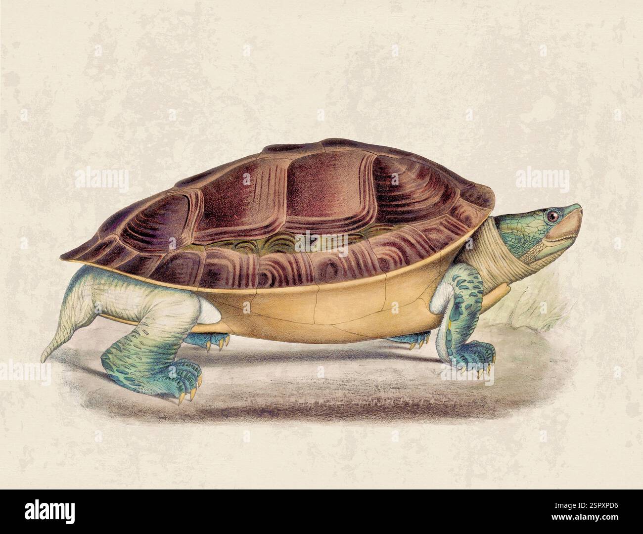 Abbildung Der Schildkröte. Vintage-Kunst einer Landschildkröte auf grunge beigem Hintergrund. Stockfoto