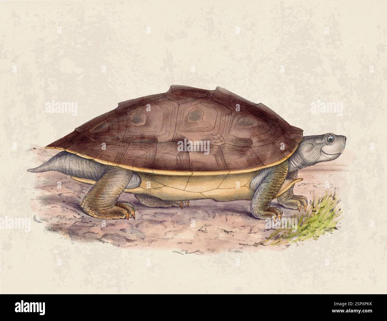 Abbildung Der Schildkröte. Vintage-Kunst einer Landschildkröte auf grunge beigem Hintergrund. Stockfoto