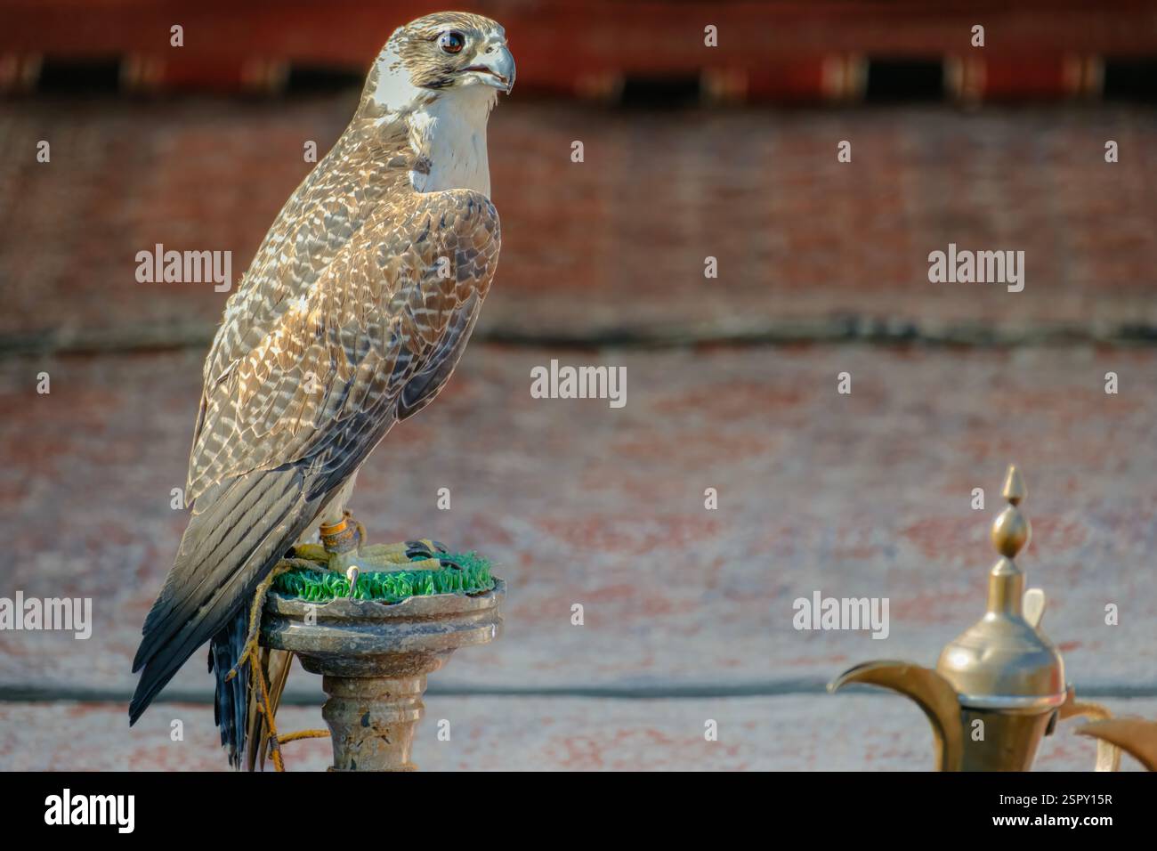 Majestät und Tradition: Falke und Arabische Kaffeekultur Stockfoto