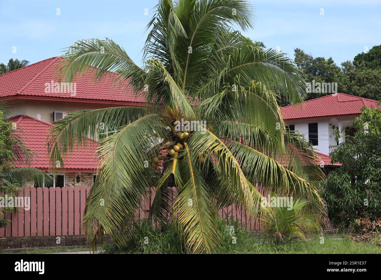 Kokospalme mit reichlich Nüssen vor der Kulisse eines städtischen Wohnhauses unter hellblauem Himmel Stockfoto