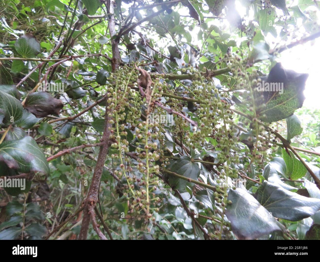 Tree Tutu (Coriaria arborea), Plantae, Parkplatz Rarakau Stockfoto