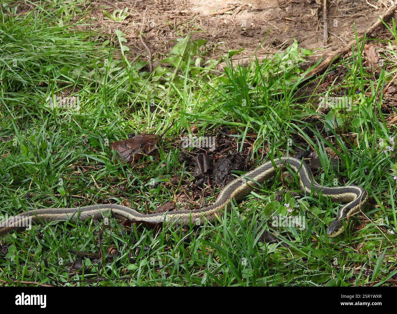 Strumpfschlange (Thamnophis sirtalis), Reptilia, 3 Broad ln, Teeterville, AUF N0E 1S0, Kanada Stockfoto