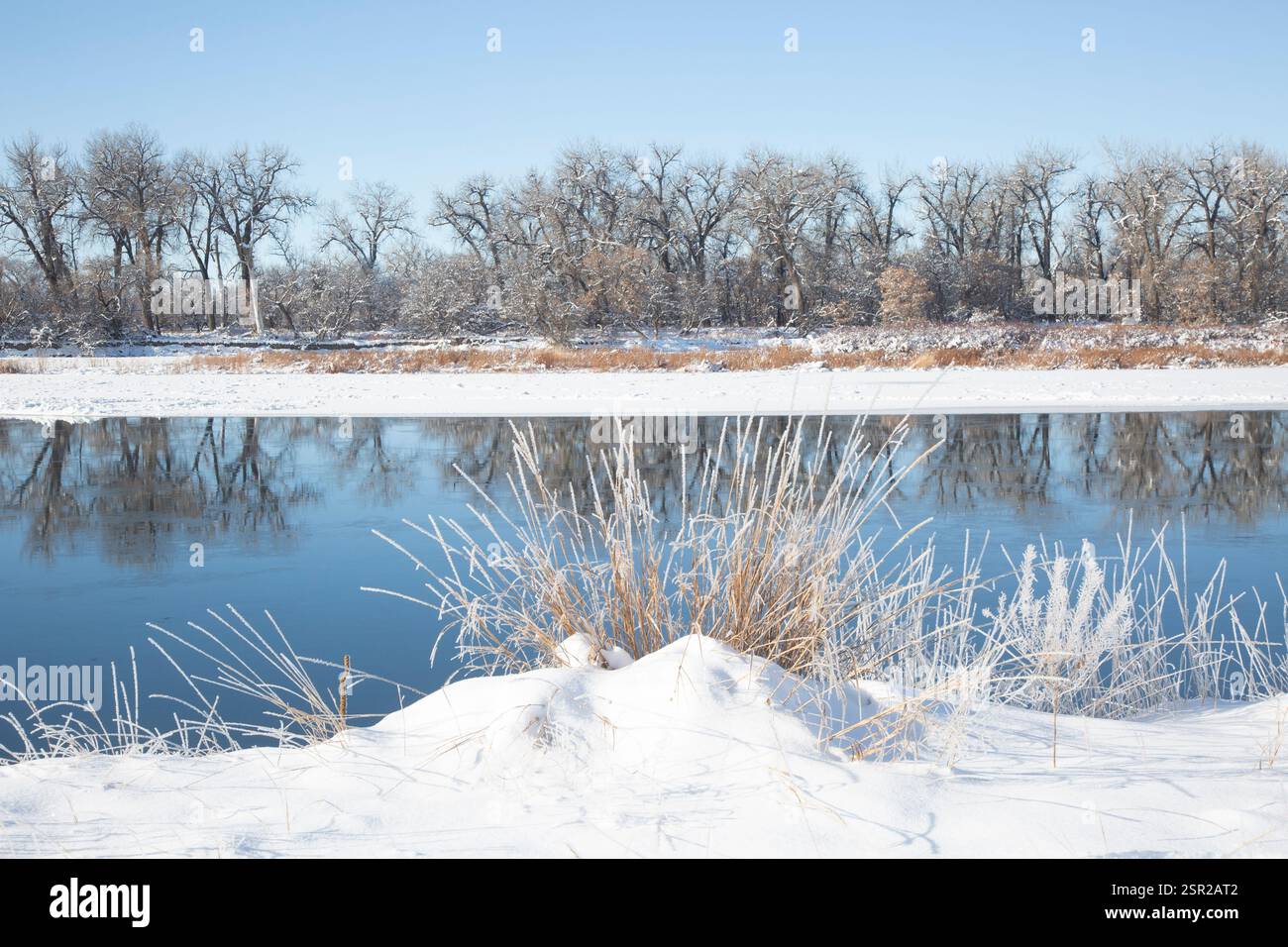 Cottonwood-Bäume spiegeln sich im Missouri River wider, jenseits von Gras, die mit Raureif bedeckt sind. Stockfoto