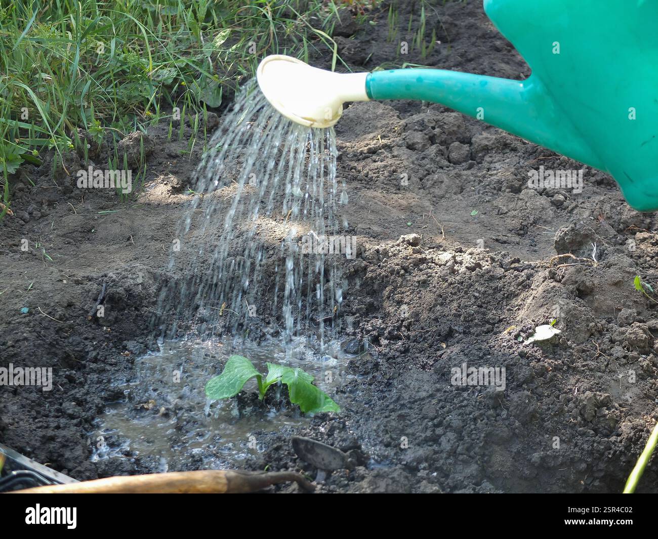 Kürbisse aus einer Gießkanne auf einem Gemüseanbaukonzept bewässern, Gemüsegärten Stockfoto