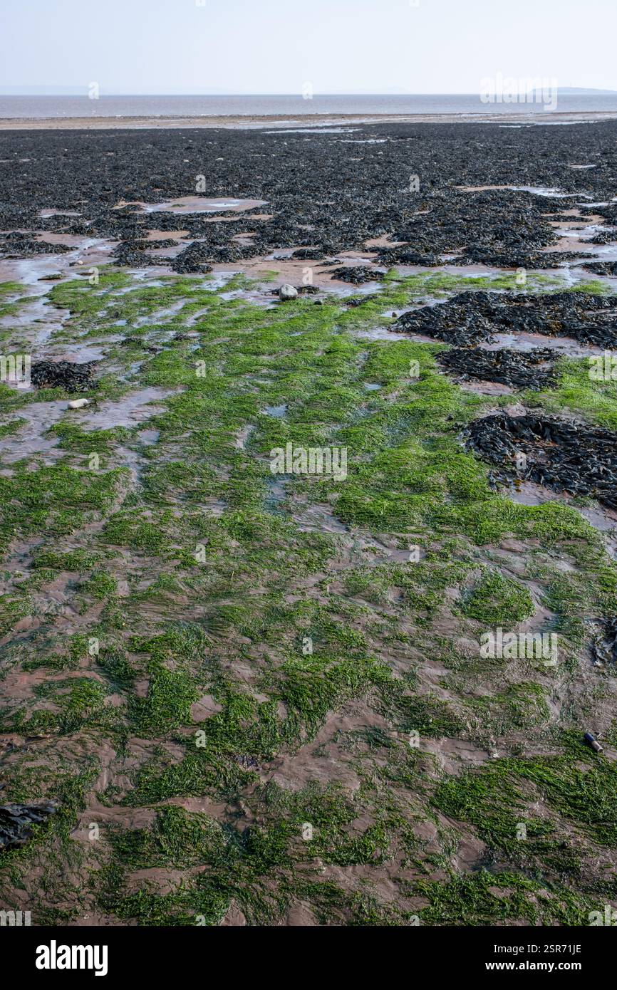 Verschiedene Arten von Algen am Strand in Penarth, Südwales, Großbritannien Stockfoto