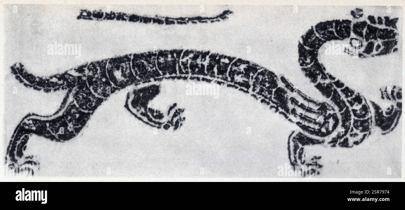 Le Tigre Blanc, Symbole de l'Ouest. Pierre Tombale de l'époque Han Stockfoto