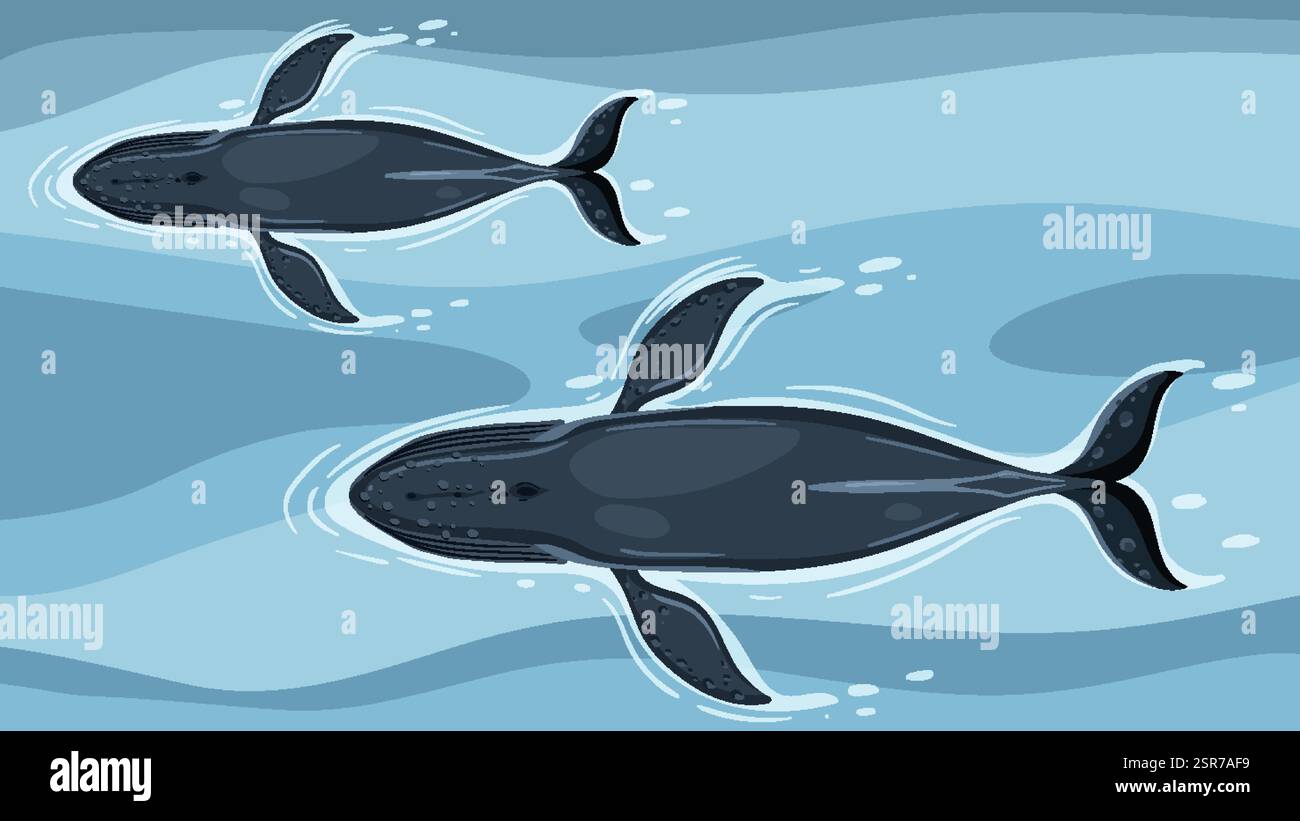 Zwei Wale, die anmutig im blauen Ozean schwimmen Stock Vektor