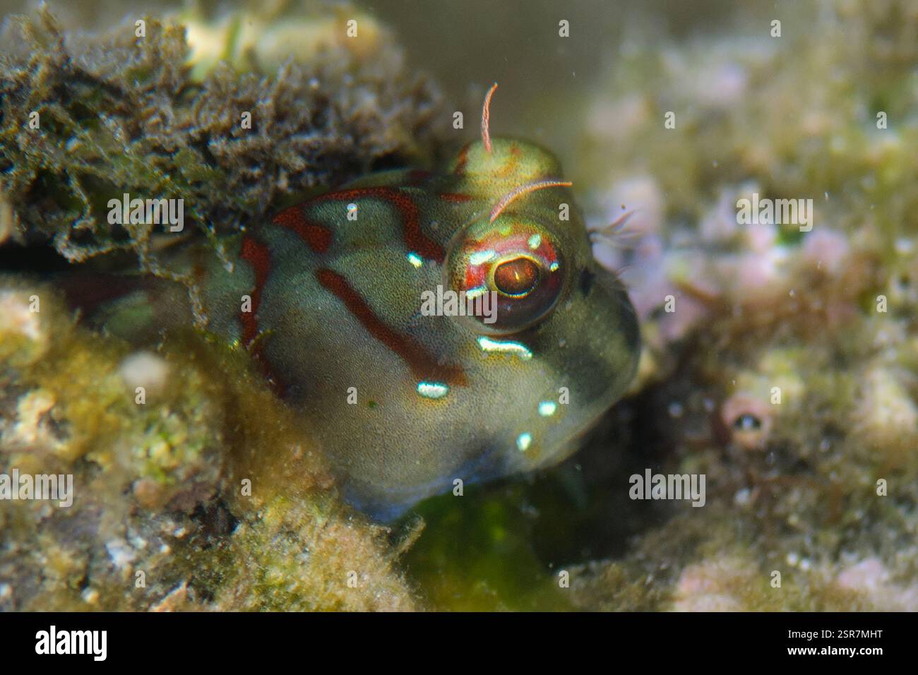Gestrichelte Linie Blenny, Blenniella Interrupta, in Loch, Candidasa, Bali, Indonesien Stockfoto