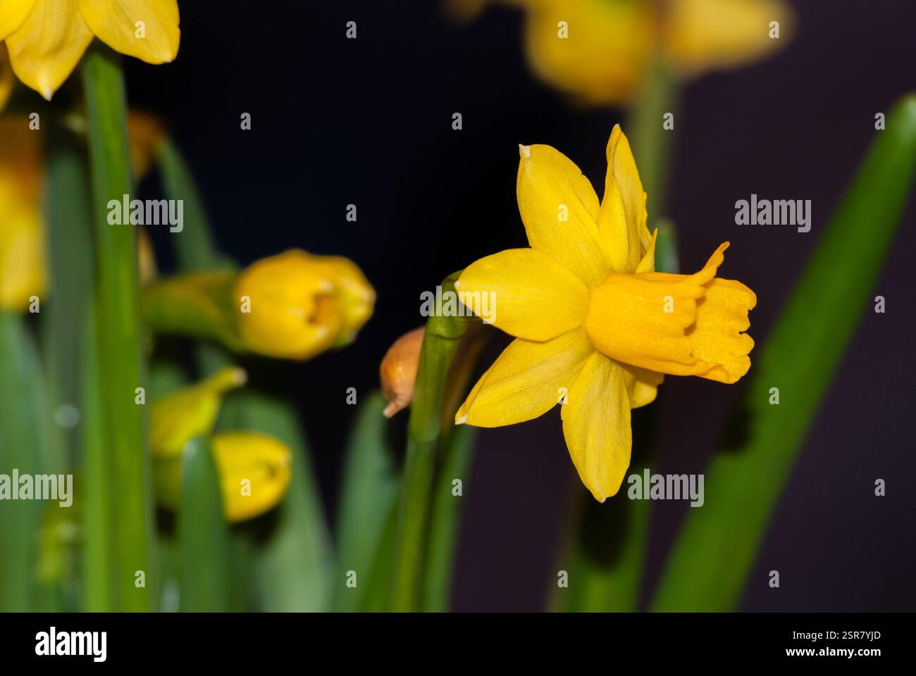 Rush Narzissen, Jonquil, Narcissus jonquilla, auf schwarzem Hintergrund, Spanien Stockfoto