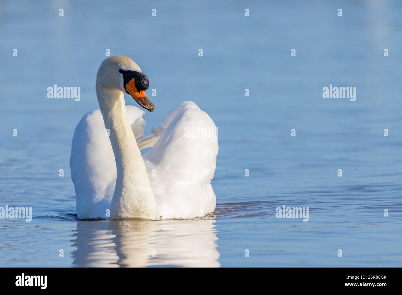 Mute Swan, (Cygnus olor), Erwachsene schwimmen auf dem See, Busfahren, WWT Slimbridge Gloucestershire, England, Januar. Stockfoto