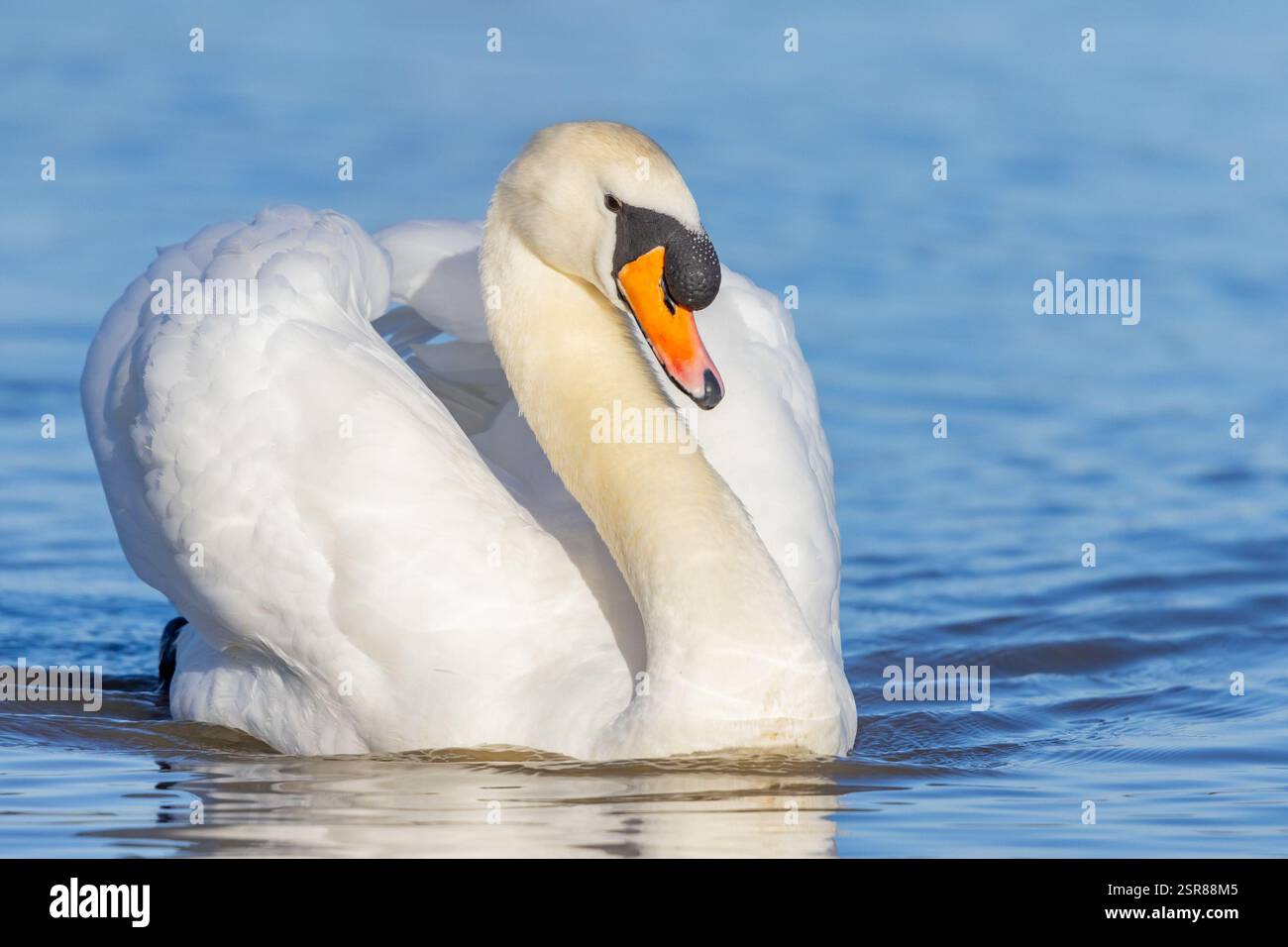 Mute Swan, (Cygnus olor), Erwachsene schwimmen auf dem See, Busfahren, WWT Slimbridge Gloucestershire, England, Januar. Stockfoto
